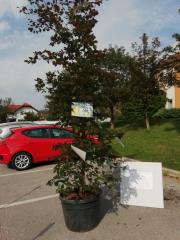 OKRASITEV 3 FOTO DANIJELA STERLE